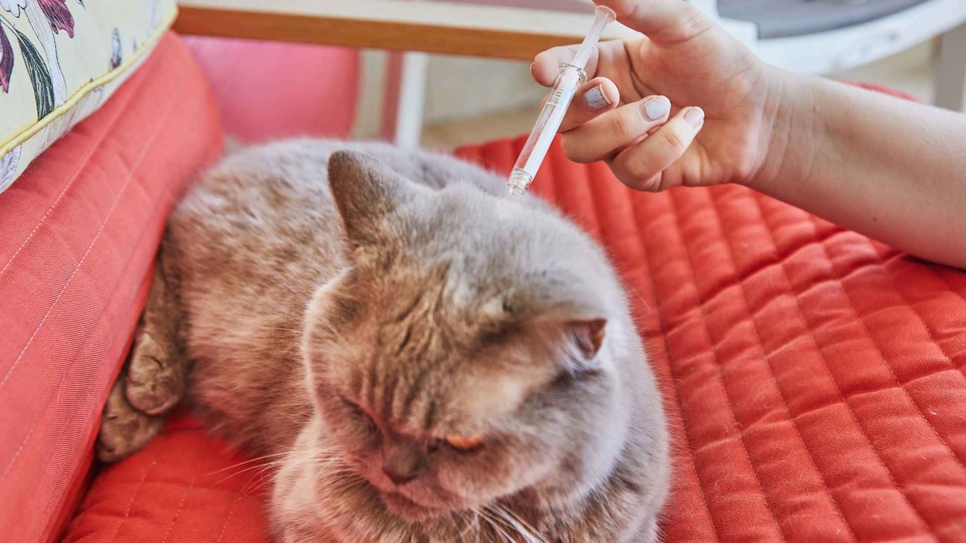 Qué pipeta es mejor para gatos